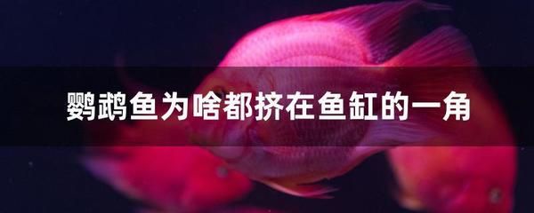 魚都扎堆在魚缸的一角怎么回事：魚只扎堆在魚缸一角可能是由多種因素引起 魚缸百科 第4張