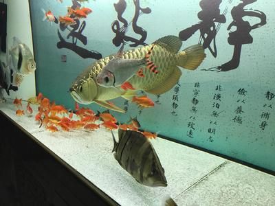 龍魚很難養(yǎng)嗎 龍魚百科 第4張