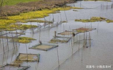 金龍魚的等級劃分三級好不好：金龍魚的等級劃分是否為三級 水族問答 第1張