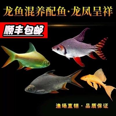 兩條紅龍魚混養(yǎng)打到什么時(shí)候才能結(jié)束：兩條紅龍魚混養(yǎng)打斗何時(shí)結(jié)束 紅龍魚百科 第4張