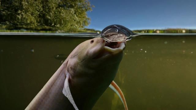 金龍魚的防偽標識在哪：金龍魚的防偽標識在哪里可以找到？ 水族問答 第1張