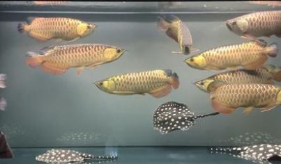 龍魚疾病圖解大全及治療方法：龍魚疾病圖解大全及治療方法大全及治療方法提供了全面的指南