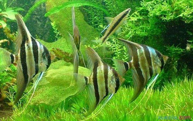 金龍魚的分類特征有哪些：金龍魚的分類特征 水族問答 第1張