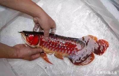 紅龍魚分幾種顏色：紅龍魚的顏色種類