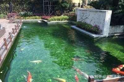 金龍魚的高端品牌：如何鑒別金龍魚高端品牌的正品 水族問答 第2張