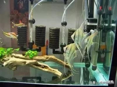 三間鼠魚苗飼料品牌推薦：三間鼠魚苗飼料哪個(gè)牌子好 龍魚百科 第5張