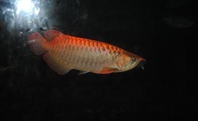 龍魚批發(fā)市場進貨渠道在哪兒：如何挑選優(yōu)質(zhì)魚 龍魚百科 第5張