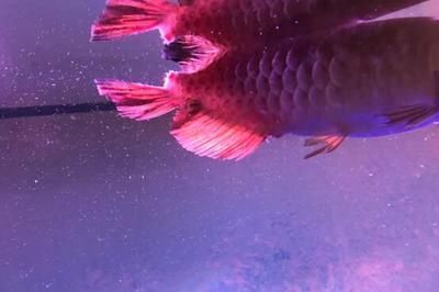 紅龍魚水溫30度咋樣：紅龍魚冷水處理方法紅龍魚冷水處理方法 紅龍魚百科 第1張