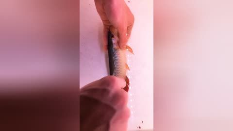 怎樣防治預防龍魚寄生蟲感染病毒的措施：龍魚寄生蟲感染的預防措施 龍魚百科 第4張