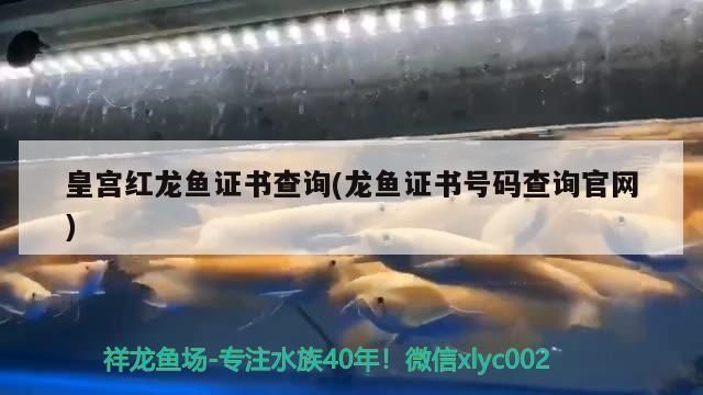 皇宮紅龍魚證書：如何辨別皇宮紅龍魚真?zhèn)? title=