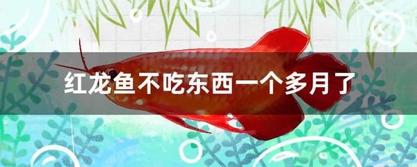 紅龍魚半個(gè)月都不吃東西了怎么辦