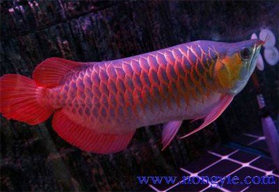 紅龍魚(yú)底色在哪怎么看：如何挑選優(yōu)質(zhì)紅龍魚(yú) 紅龍魚(yú)百科 第2張