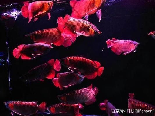 龍魚和羅漢混養(yǎng)成功案例：如何預(yù)防龍魚羅漢爭斗，龍魚羅漢混養(yǎng)成功秘訣