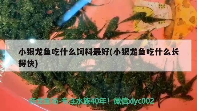 小銀龍魚(yú)吃什么飼料最好：小銀龍魚(yú)幼魚(yú)期如何挑選飼料 龍魚(yú)百科 第5張