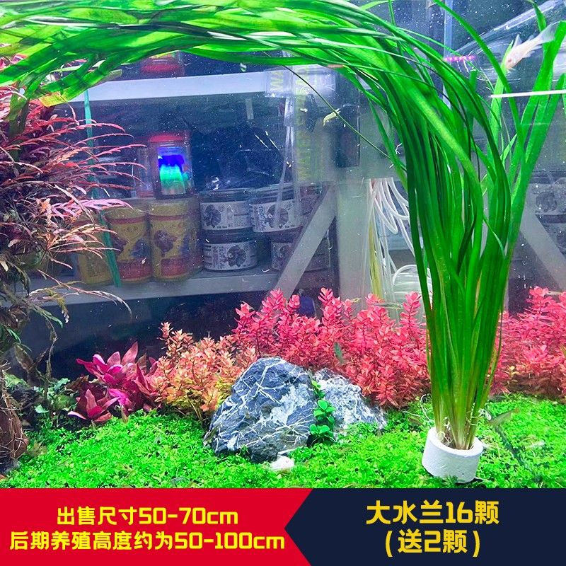 逸樂寵魚缸：關于逸樂寵魚缸的一些詳細信息 魚缸百科 第2張