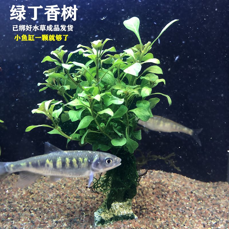 逸樂寵魚缸：關于逸樂寵魚缸的一些詳細信息 魚缸百科 第1張