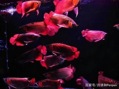 龍魚能和哪些魚混養(yǎng)：如何選擇適合與龍魚混養(yǎng)的魚類 龍魚百科 第3張