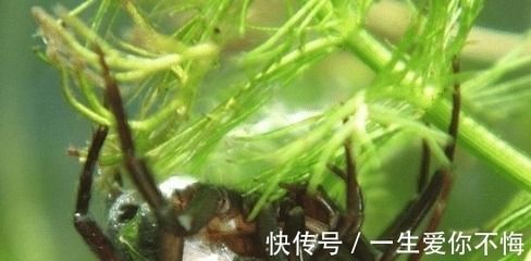 金龍魚的價值在哪里?：金龍魚的價值體現(xiàn)在哪些方面？ 水族問答 第1張