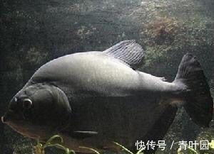 魚缸里的海豚怎么處理：如何妥善處理海豚 魚缸百科 第1張