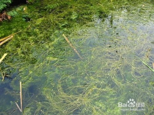 金龍魚(yú)的介紹和飼養(yǎng)：金龍魚(yú)的飼養(yǎng)方法 水族問(wèn)答 第2張