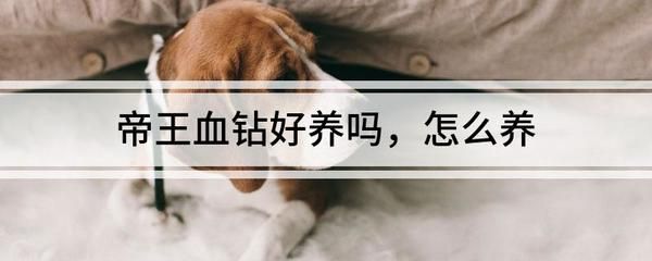 金龍魚的介紹和飼養(yǎng)方法是什么：如何正確的飼養(yǎng)金龍魚 水族問答