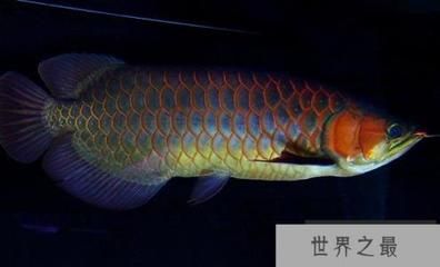 藍(lán)底紅龍魚：藍(lán)底紅龍魚與金龍魚區(qū)別 紅龍魚百科 第4張