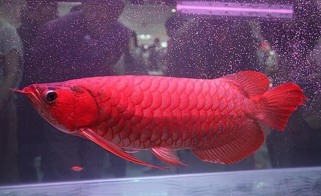 藍(lán)底紅龍魚是什么品種的：藍(lán)底紅龍魚與其他品種有所辨別，藍(lán)底紅龍魚的繁殖方法 紅龍魚百科 第2張