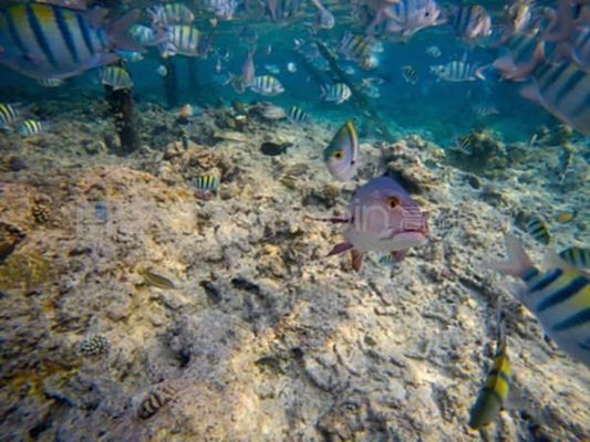 龍魚浮在水面不游怎么回事：龍魚浮在水面不游動(dòng)可能由多種因素引起龍魚不游動(dòng)的原因及處理方法