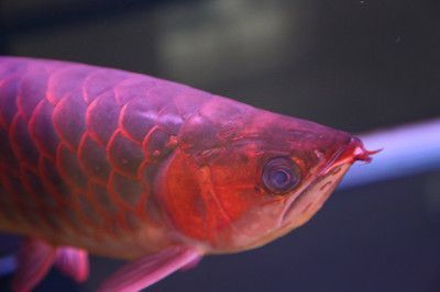 紅龍魚在哪里買便宜：紅龍魚網(wǎng)購平臺對比，紅龍魚飼養(yǎng)條件詳解，紅龍魚自行養(yǎng)殖技巧 紅龍魚百科 第4張