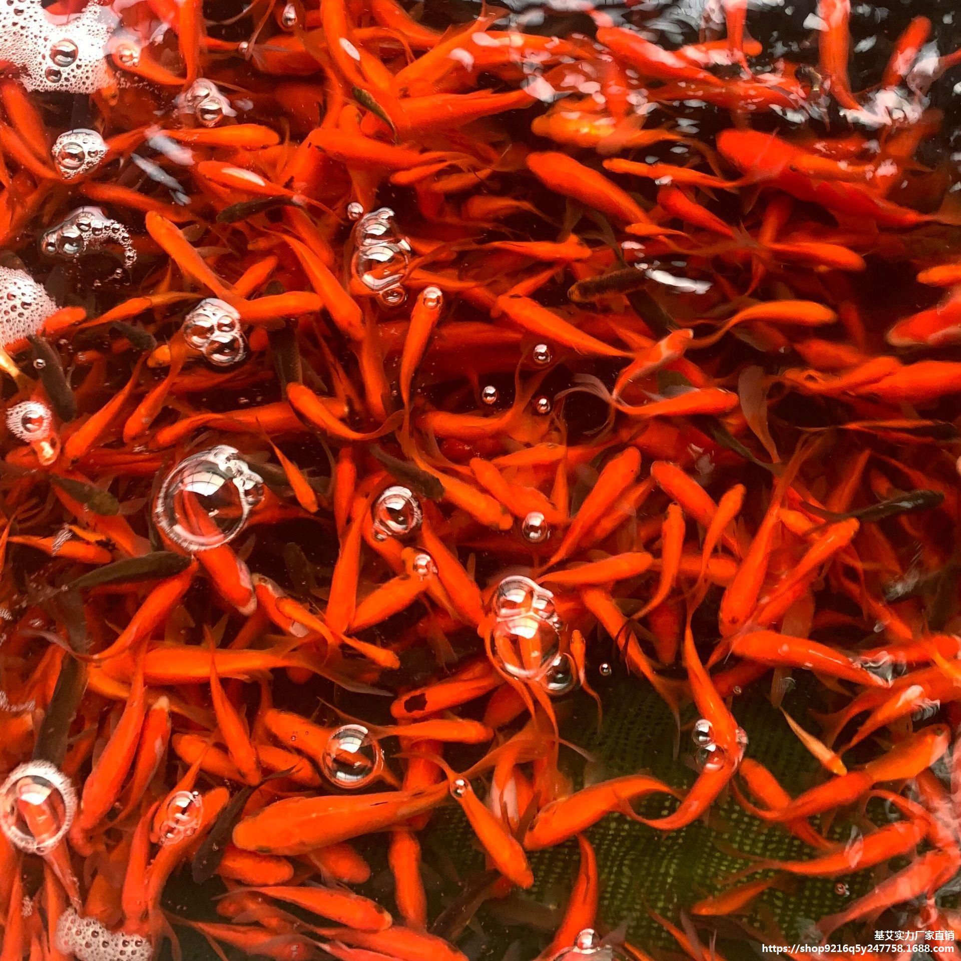 龍魚喂食草金魚優(yōu)缺點：如何安全地喂食草金魚，龍魚消化不良的預防措施 龍魚百科 第4張