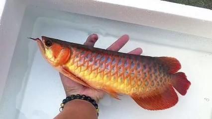 印尼小紅龍魚價格走勢圖最新版：印尼小紅龍魚市場價格波動原因印尼小紅龍魚價格波動原因 紅龍魚百科 第3張