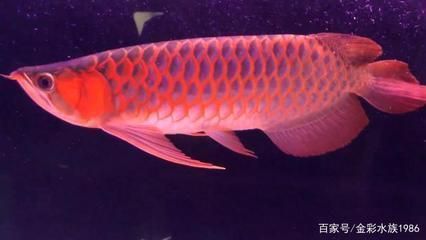 小紅龍魚價(jià)格行情：小紅龍魚市場價(jià)格波動(dòng)原因如何挑選高品質(zhì)紅龍魚 紅龍魚百科 第5張