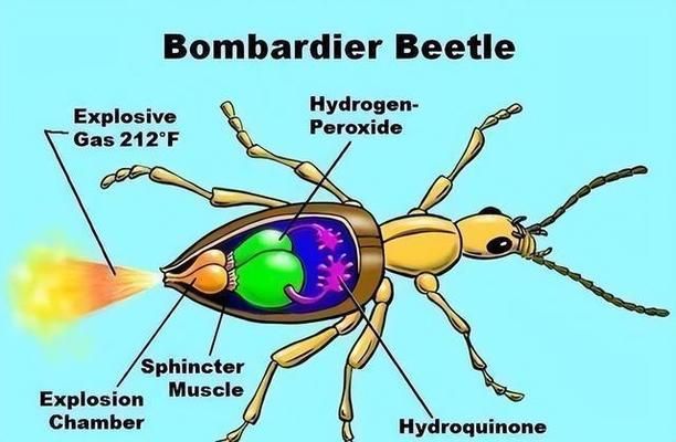 金龍魚的米多少錢：金龍魚大米的價格是多少？ 水族問答 第1張