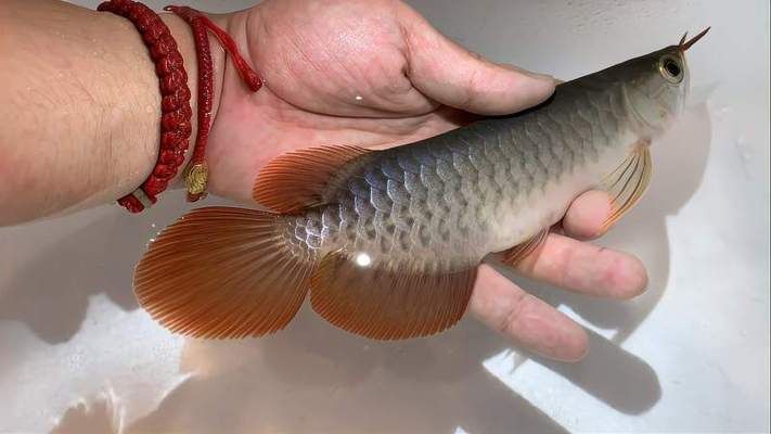 龍魚(yú)變紅的最好方法視頻播放：視頻播放龍魚(yú)變紅的最好方法