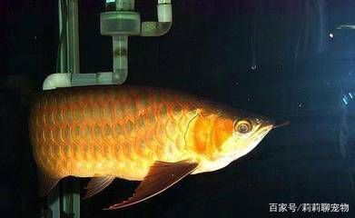 紅龍魚(yú)怎樣養(yǎng)上色快？：紅龍魚(yú)最佳發(fā)色飼料配方 紅龍魚(yú)百科 第4張