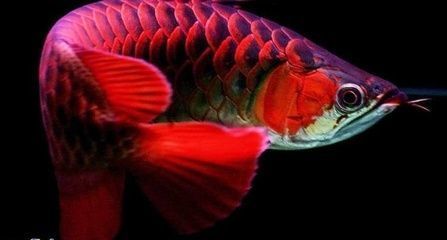 紅龍魚(yú)混養(yǎng)幾條：紅龍魚(yú)混養(yǎng)打架預(yù)防紅龍魚(yú)混養(yǎng)風(fēng)水講究紅龍魚(yú)混養(yǎng)風(fēng)水講究 紅龍魚(yú)百科 第2張