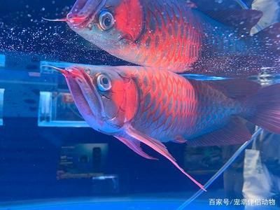 紅龍魚(yú)混養(yǎng)幾條：紅龍魚(yú)混養(yǎng)打架預(yù)防紅龍魚(yú)混養(yǎng)風(fēng)水講究紅龍魚(yú)混養(yǎng)風(fēng)水講究 紅龍魚(yú)百科 第5張