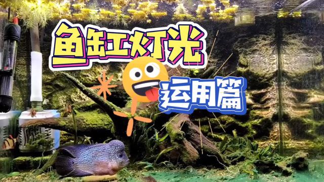 金龍魚的牌子：金龍魚的食用油為什么價格這么高呢？ 水族問答 第2張