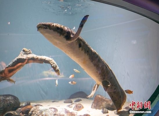 金龍魚(yú)的配方是什么：如何確保金龍魚(yú)的飼料配方能夠滿足它們對(duì)不同營(yíng)養(yǎng)素的需求？ 水族問(wèn)答 第2張