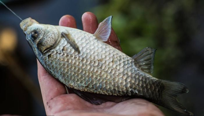 金龍魚的配料：金龍魚的制作過程需要注意哪些問題？ 水族問答 第1張