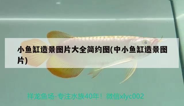 品牌魚缸過濾器排名前十有哪些 魚缸百科 第3張