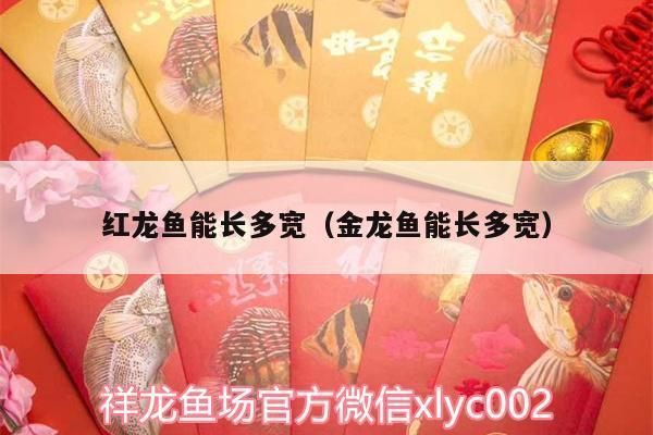 紅龍魚(yú)一般能長(zhǎng)多大：關(guān)于紅龍魚(yú)一般能長(zhǎng)多大的詳細(xì)信息 紅龍魚(yú)百科 第3張