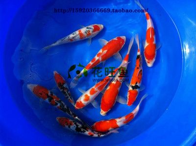 金龍魚的配料有哪些：金龍魚的配料有哪些？ 水族問答