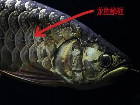 細(xì)框紅龍魚如何鎖框：如何判斷細(xì)框紅龍魚的健康狀態(tài)，細(xì)框紅龍魚的繁殖技巧 紅龍魚百科 第4張