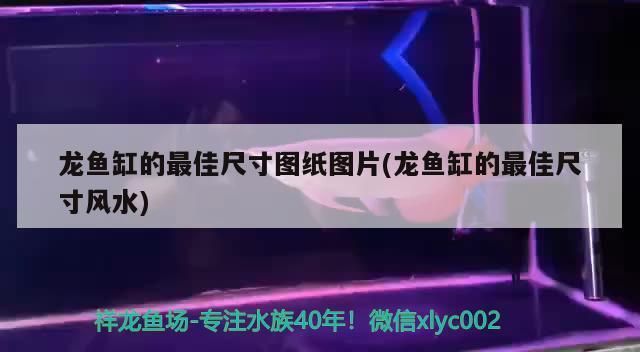 龍魚缸的最佳尺寸圖：關于龍魚缸的最佳尺寸圖詳情 龍魚百科 第2張