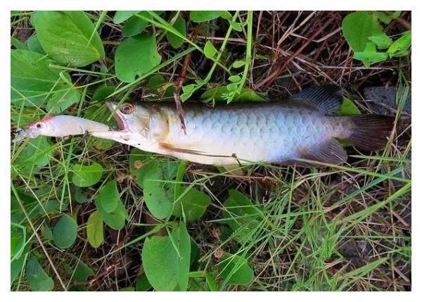 龍魚水溫度多少合適釣魚：冬季釣龍魚的特殊技巧，龍魚釣魚的特殊技巧有哪些