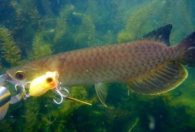 龍魚(yú)水溫度多少合適釣魚(yú)：冬季釣龍魚(yú)的特殊技巧，龍魚(yú)釣魚(yú)的特殊技巧有哪些