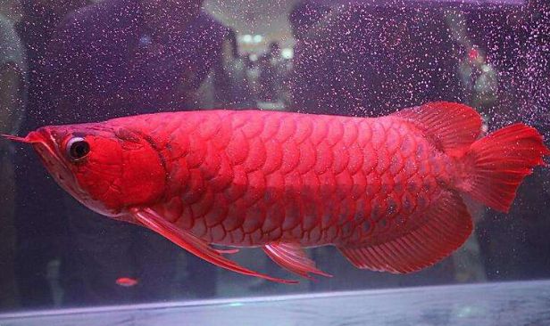 紅龍魚25公分顏色是怎么樣的？：紅龍魚25公分時的市場價格