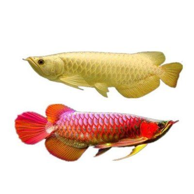 超血紅龍魚：關(guān)于超血紅龍魚的一些詳細(xì)信息 龍魚百科 第5張