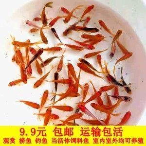 紅龍魚繁殖期飼料選擇：在紅龍魚繁殖期的飼料選擇，適當(dāng)?shù)娘暳蠈τ诖_保它們的健康